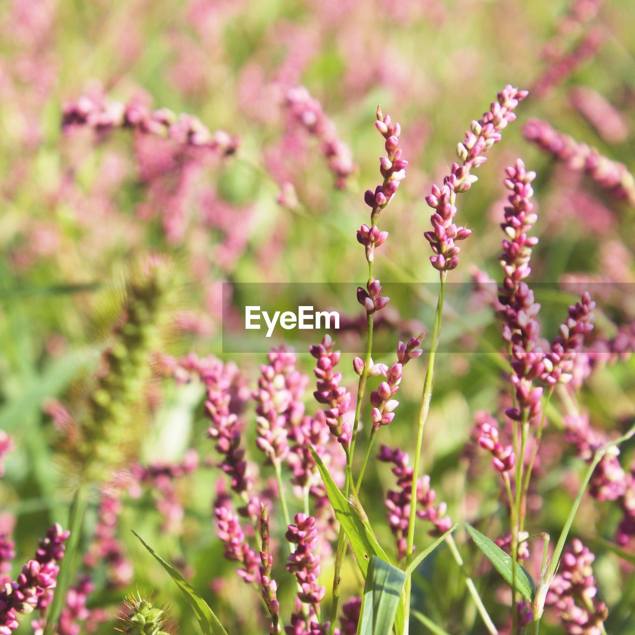 CLOSE-UP OF PLANTS