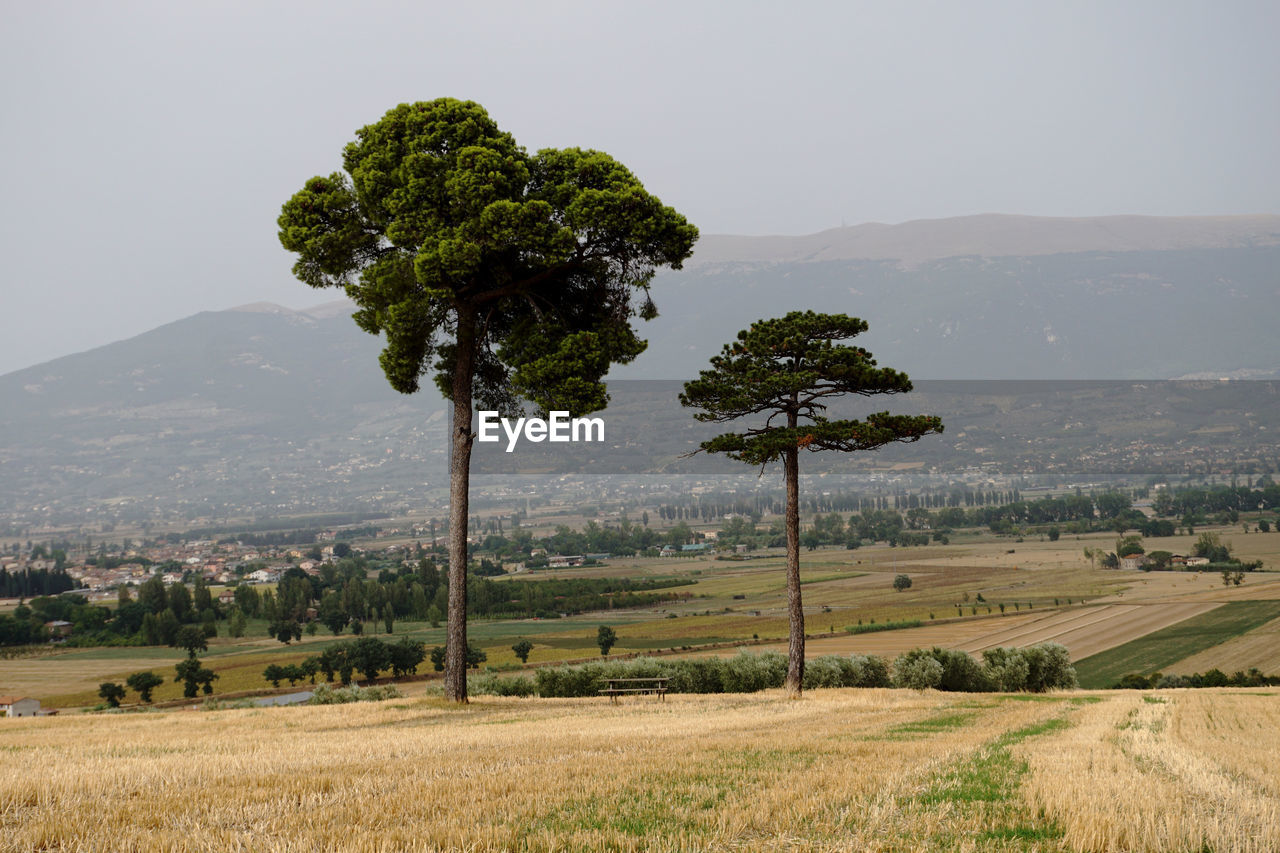 Trees on field against sky