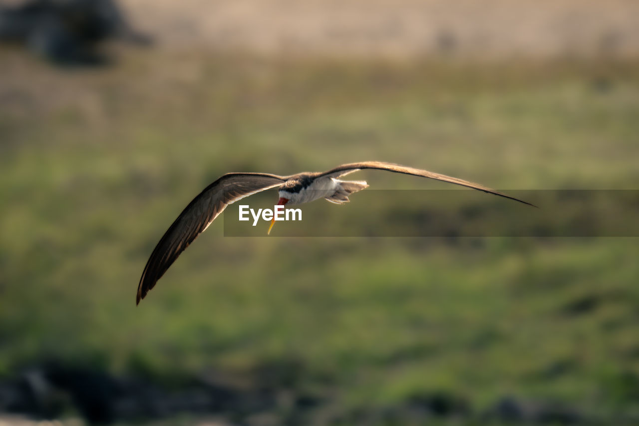 bird flying against blurred background