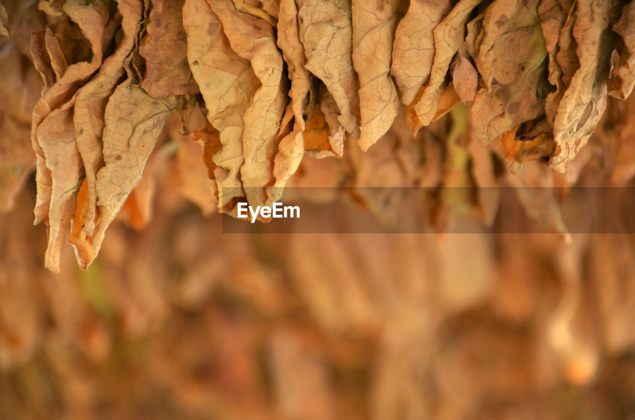 CLOSE-UP OF AUTUMN LEAF