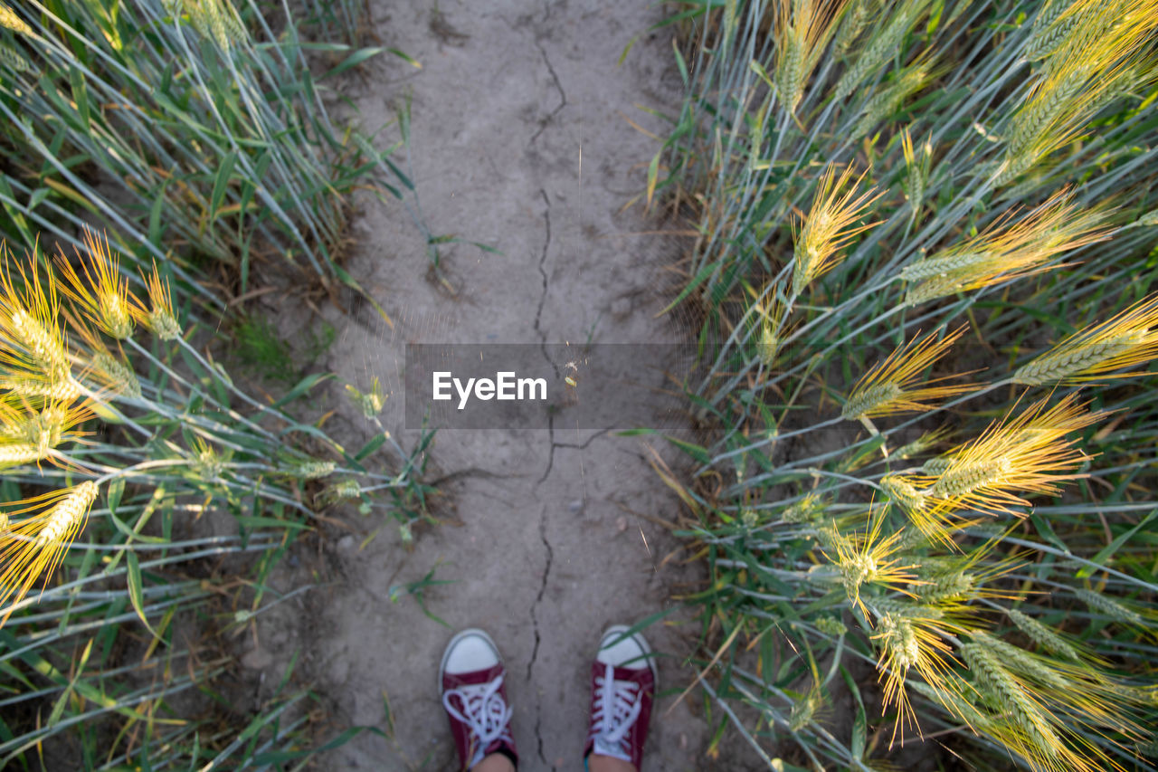 LOW SECTION OF PERSON STANDING ON PLANT IN FOREST