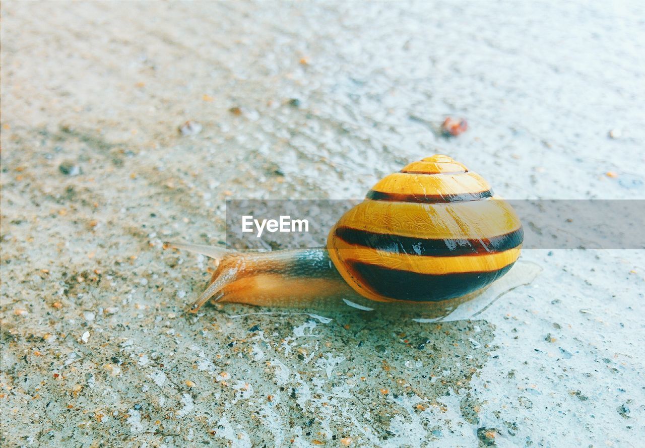 High angle view of snail on wet walkway