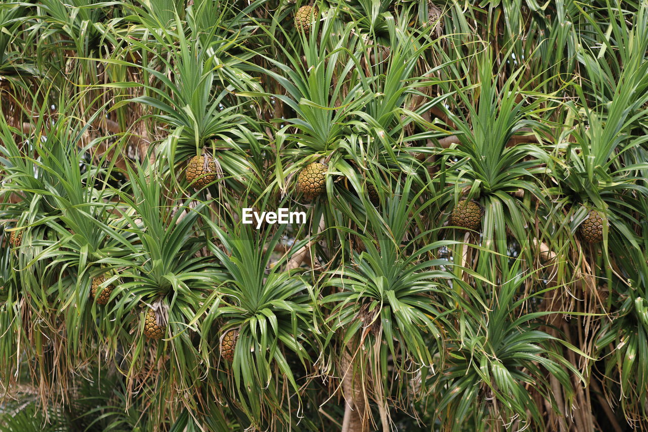 FULL FRAME SHOT OF RICE FIELD