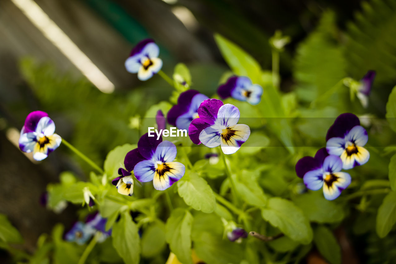 Close-up of purple flowering plants