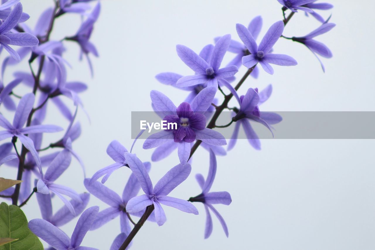 Close-up of purple flowers