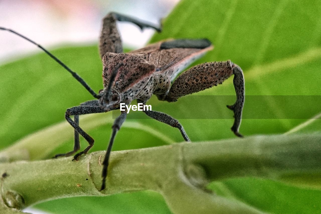 CLOSE-UP OF GRASSHOPPER