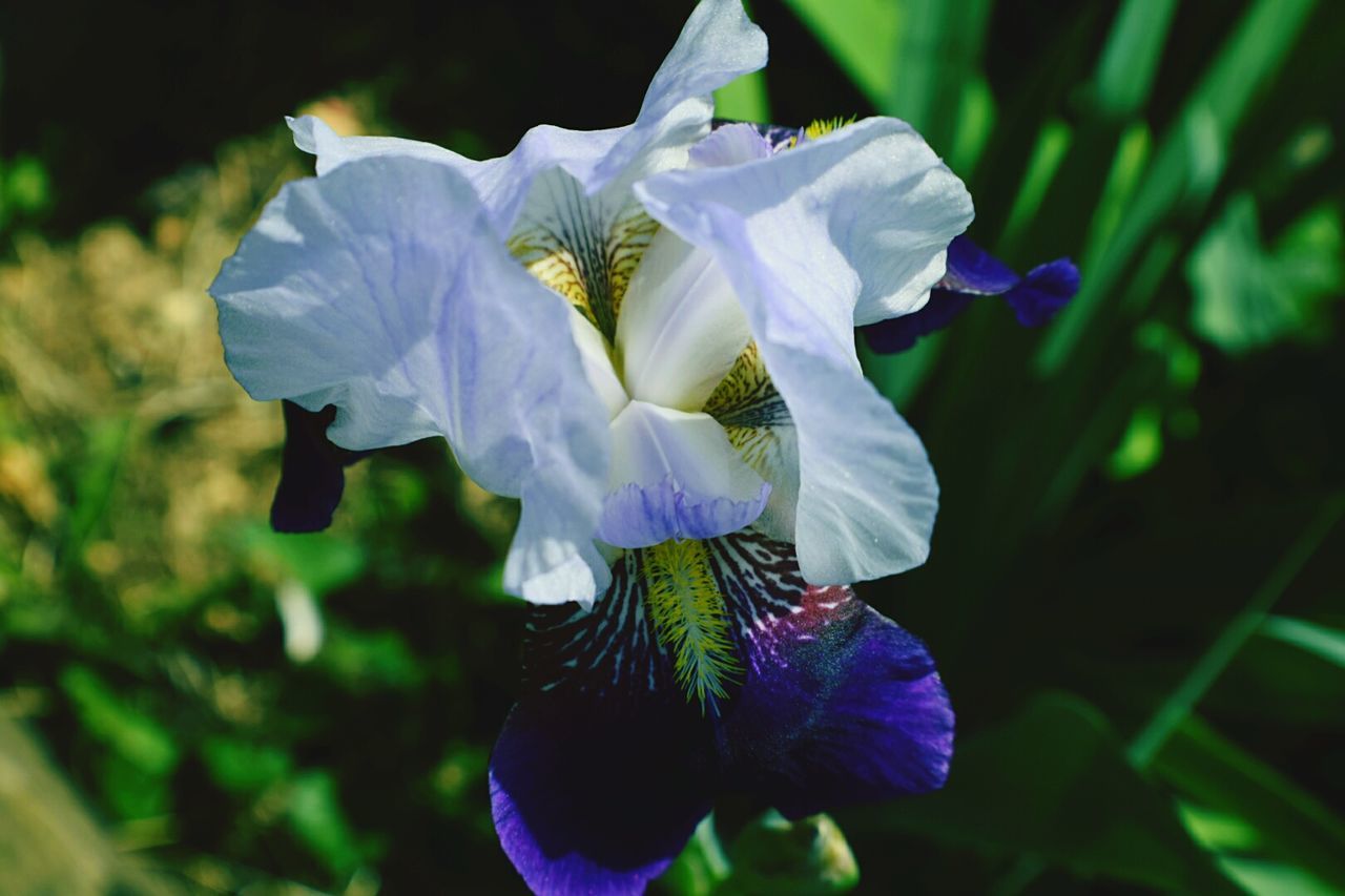 CLOSE-UP OF PURPLE FLOWERS BLOOMING