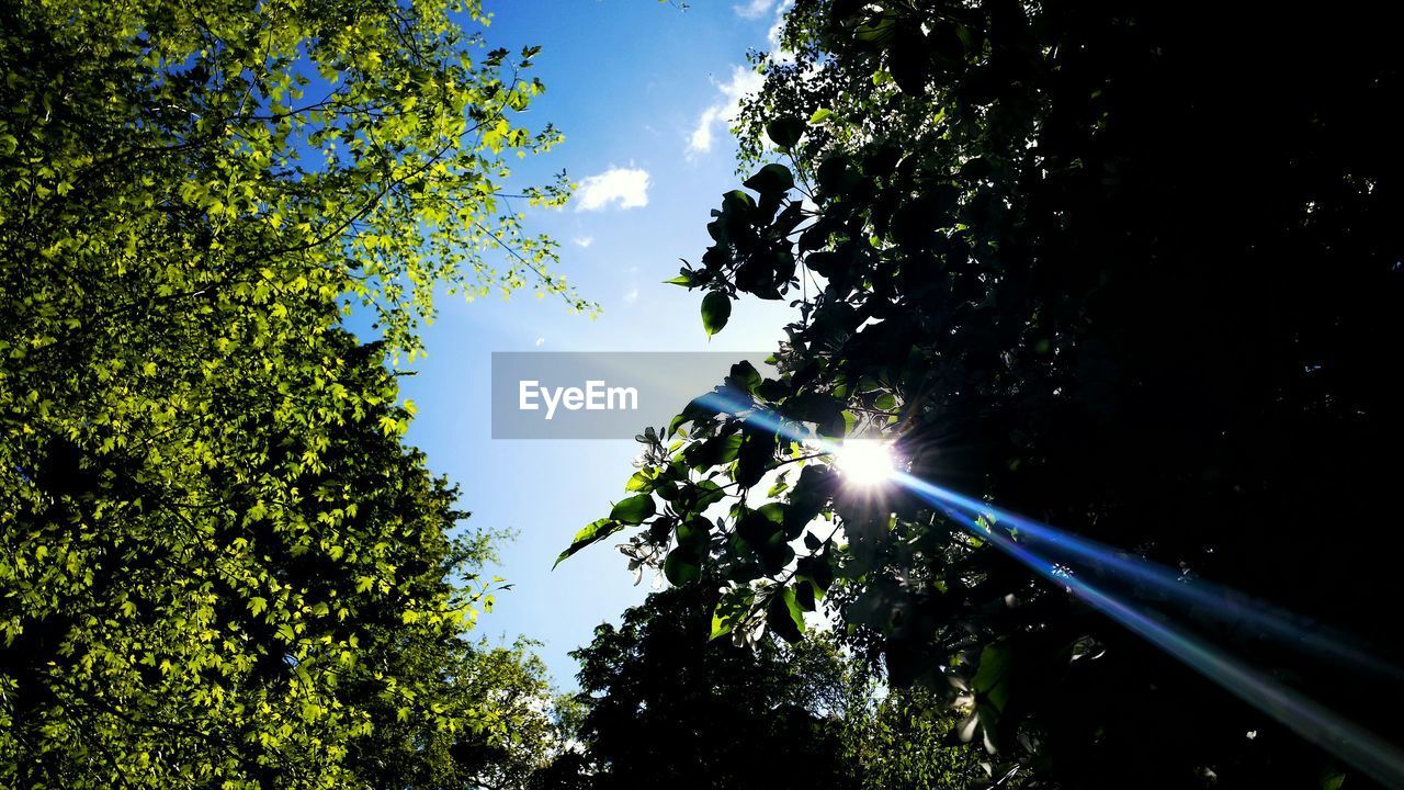 Low angle view of trees against blue sky