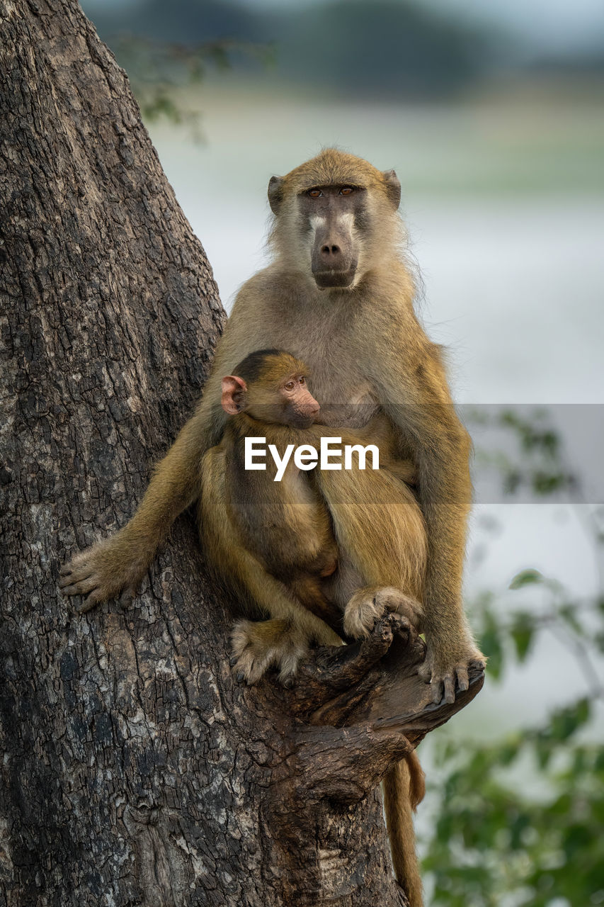 close-up of monkey on tree