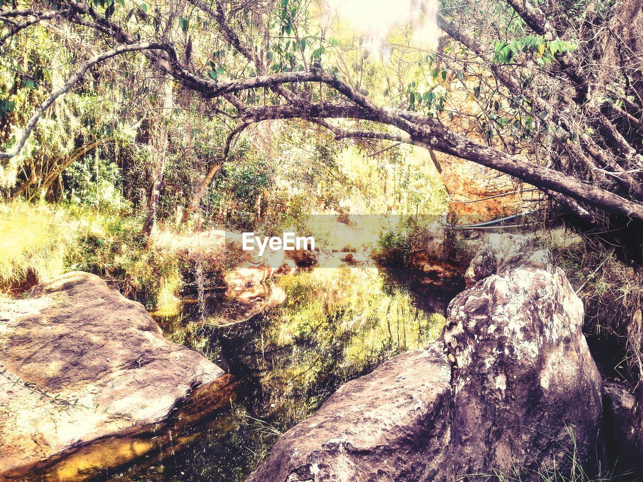 VIEW OF TREE IN FOREST