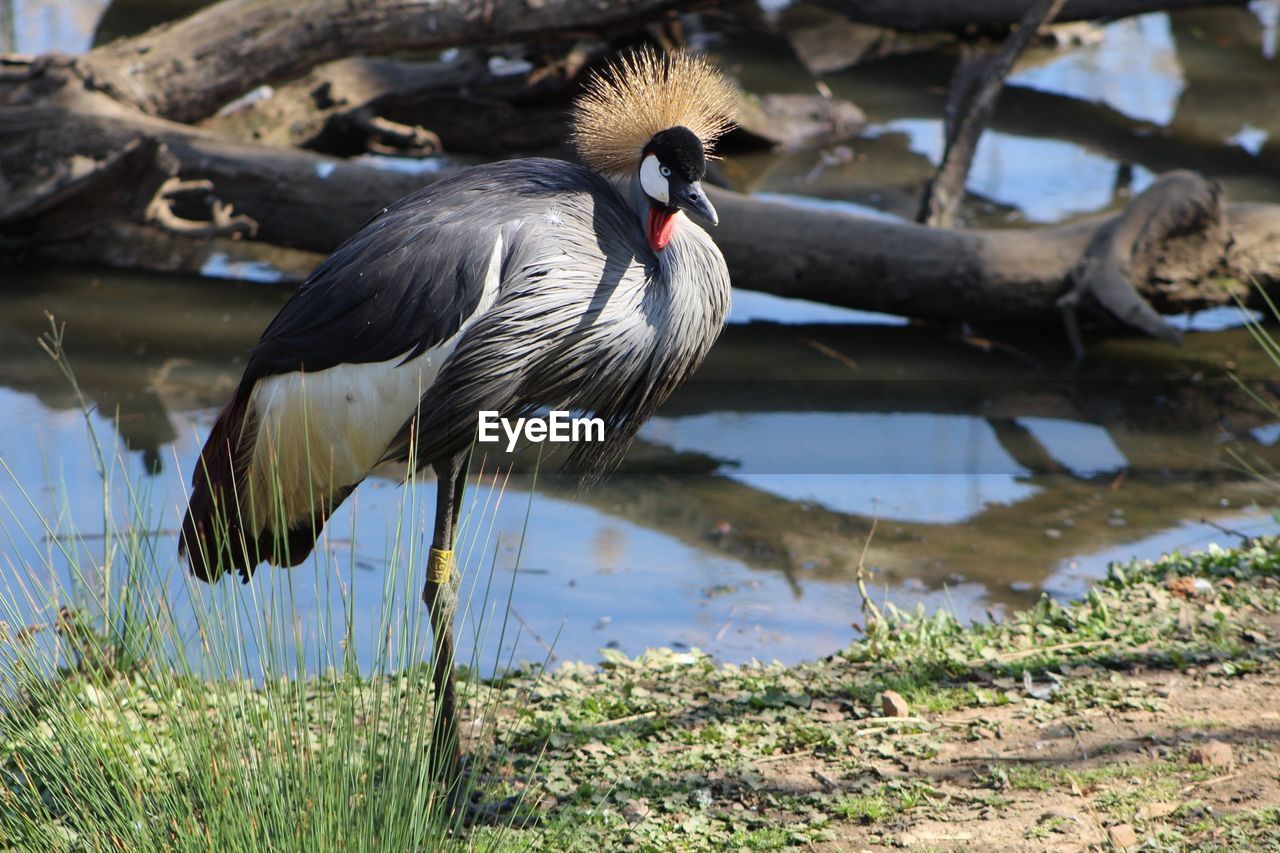 CLOSE-UP OF PELICAN BY LAKE