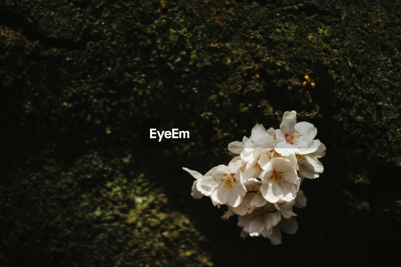 CLOSE-UP OF WHITE FLOWERS BLOOMING OUTDOORS
