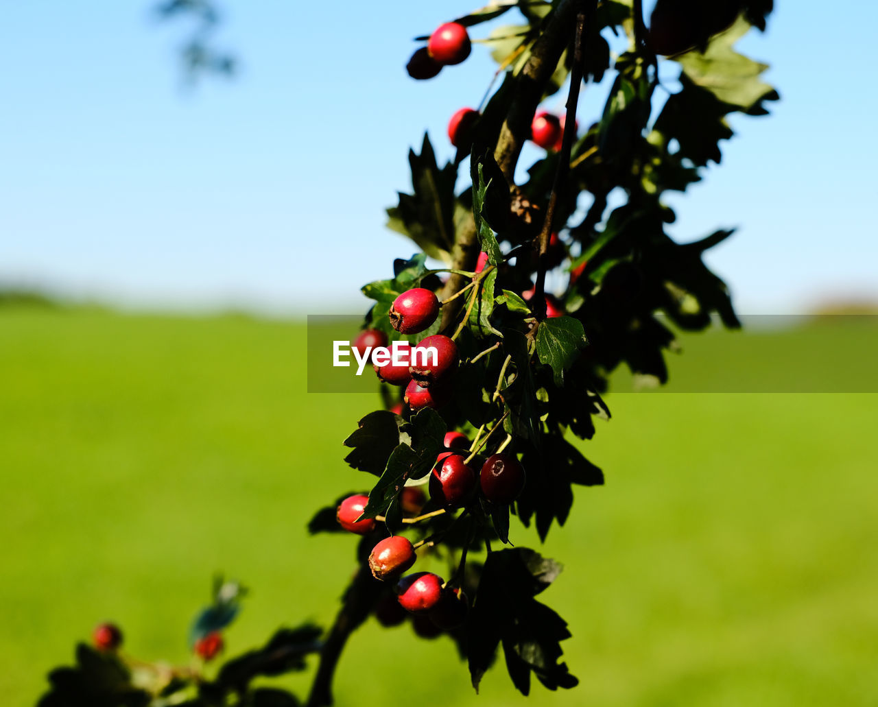 fruit, plant, food and drink, food, healthy eating, nature, tree, freshness, red, berry, green, growth, leaf, plant part, agriculture, sky, blossom, flower, landscape, no people, ripe, beauty in nature, focus on foreground, cherry, wellbeing, field, day, produce, outdoors, rural scene, branch, close-up, juicy, crop, autumn, fruit tree, land, sunlight, summer, environment, shrub, grass, sunny, macro photography, holly, orchard, organic