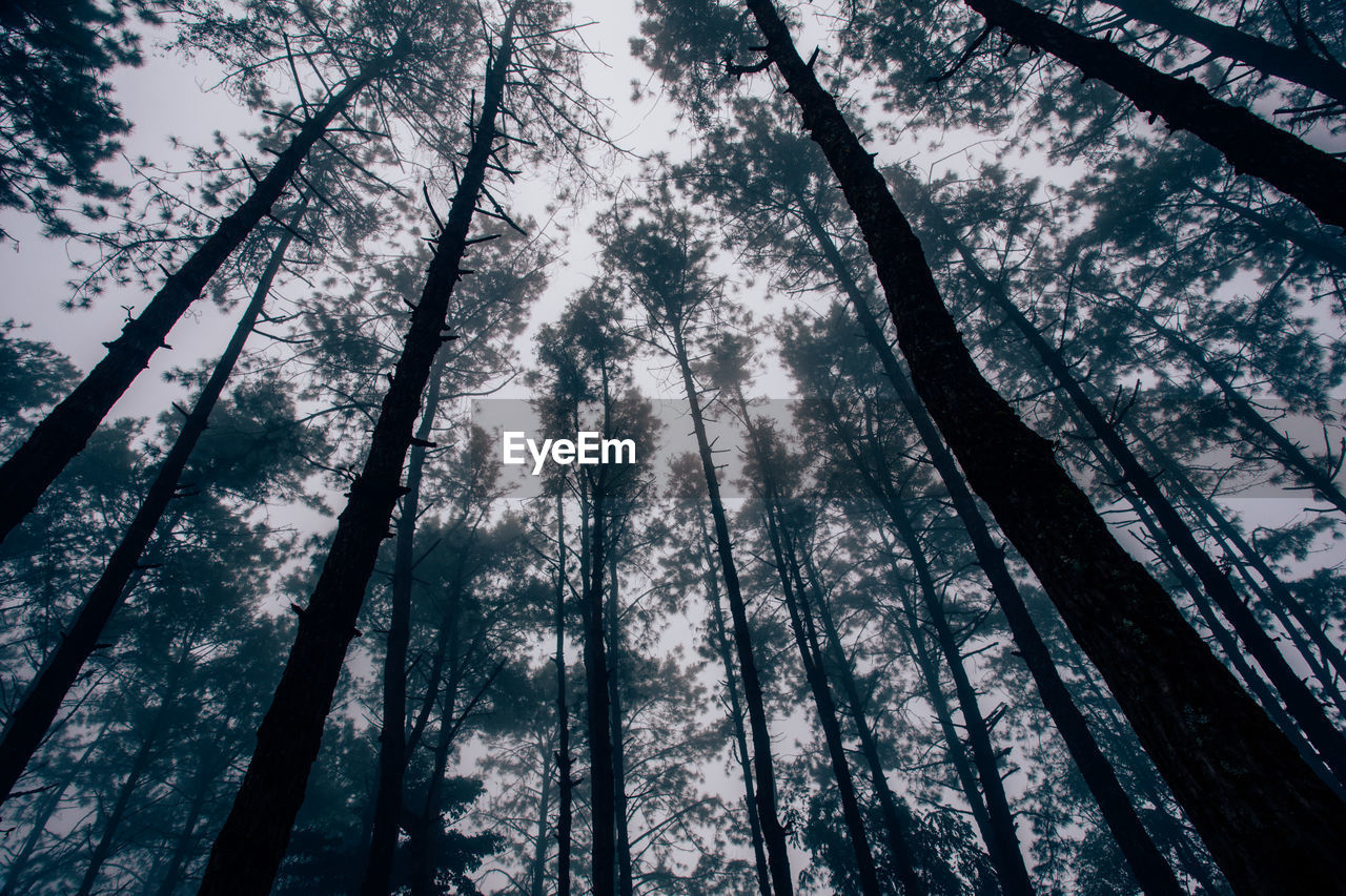 Low angle view of bamboo trees in forest