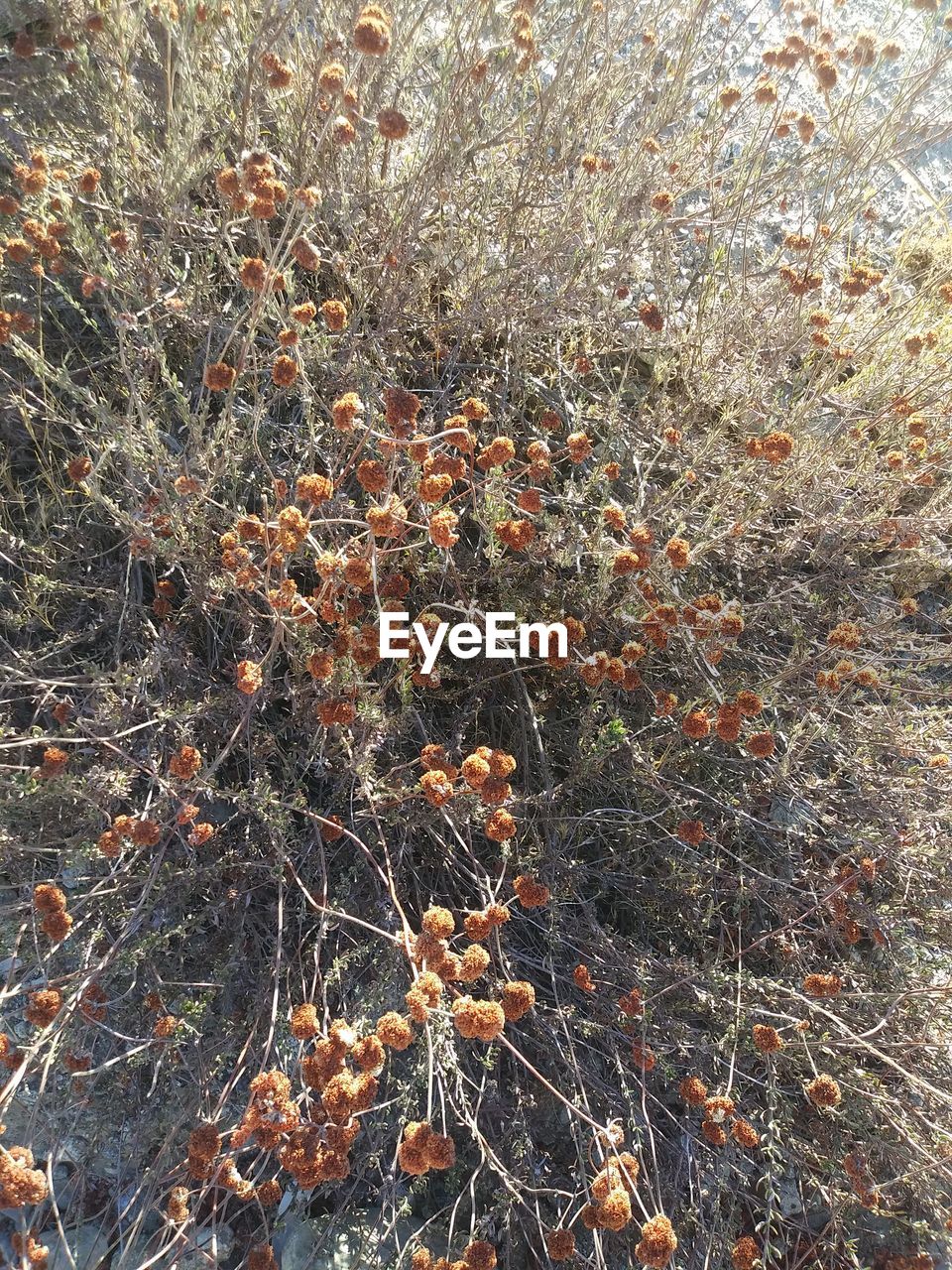 HIGH ANGLE VIEW OF DRY LEAF ON LAND