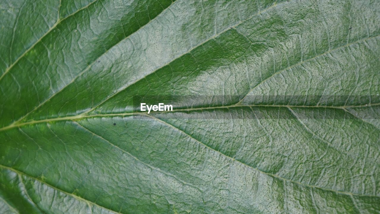 CLOSE-UP OF GREEN LEAF