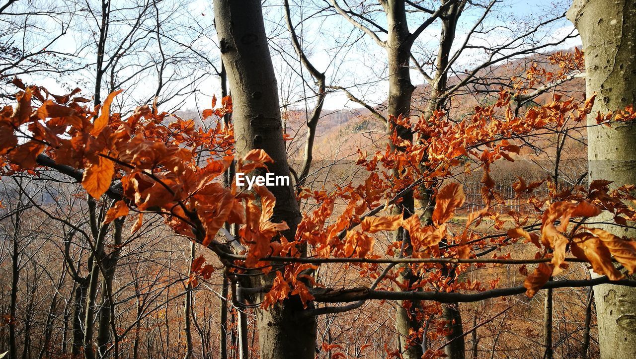 LOW ANGLE VIEW OF BARE TREES AGAINST SKY