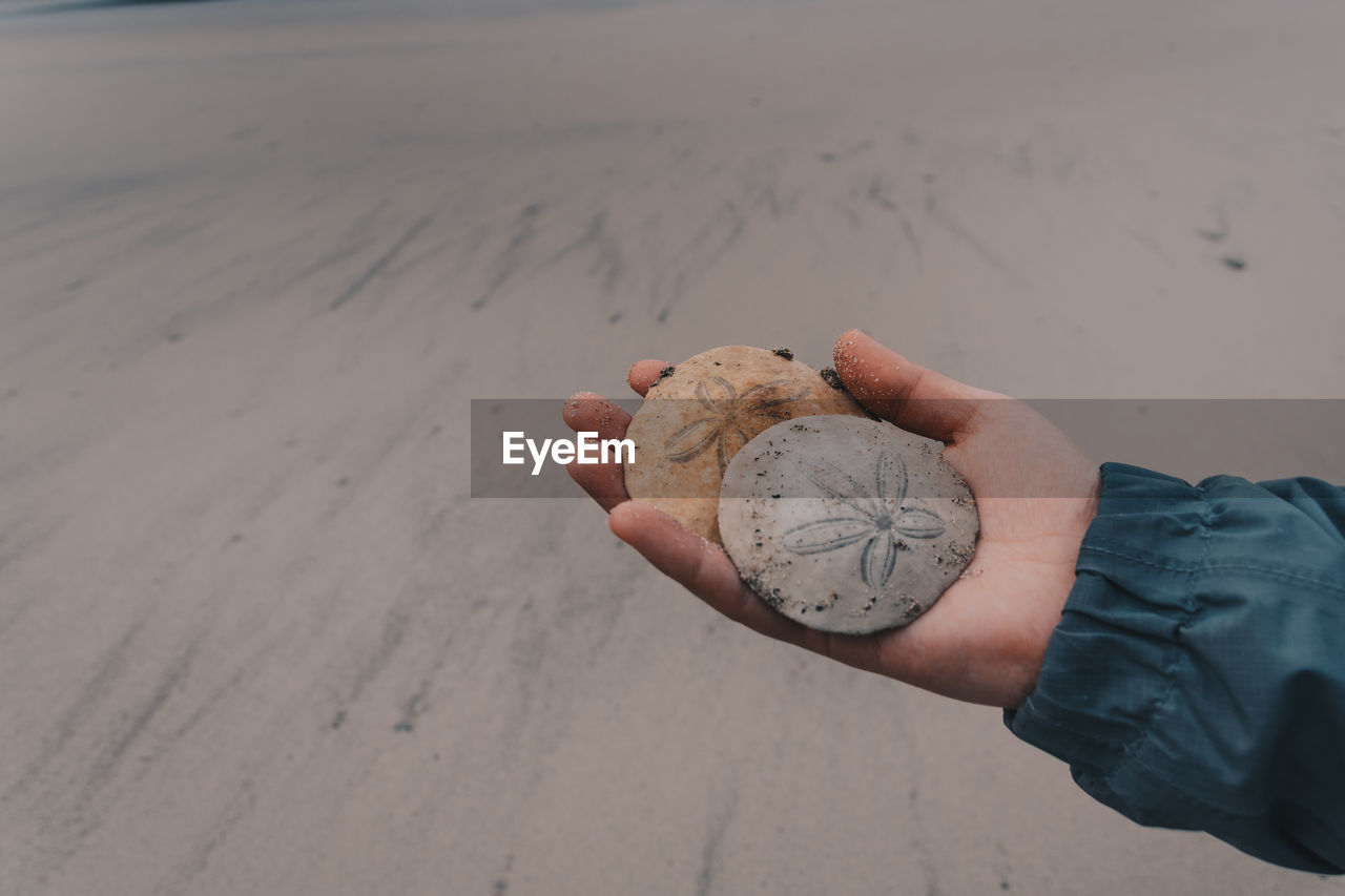 Close-up of hand holding sand dollars at beach