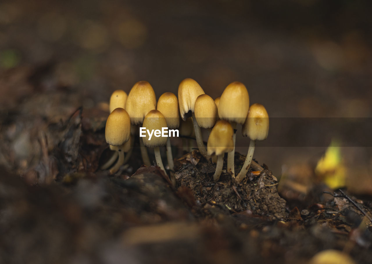 Coprinus micaceus mushrooms growing in the group on forest floor in early autumn