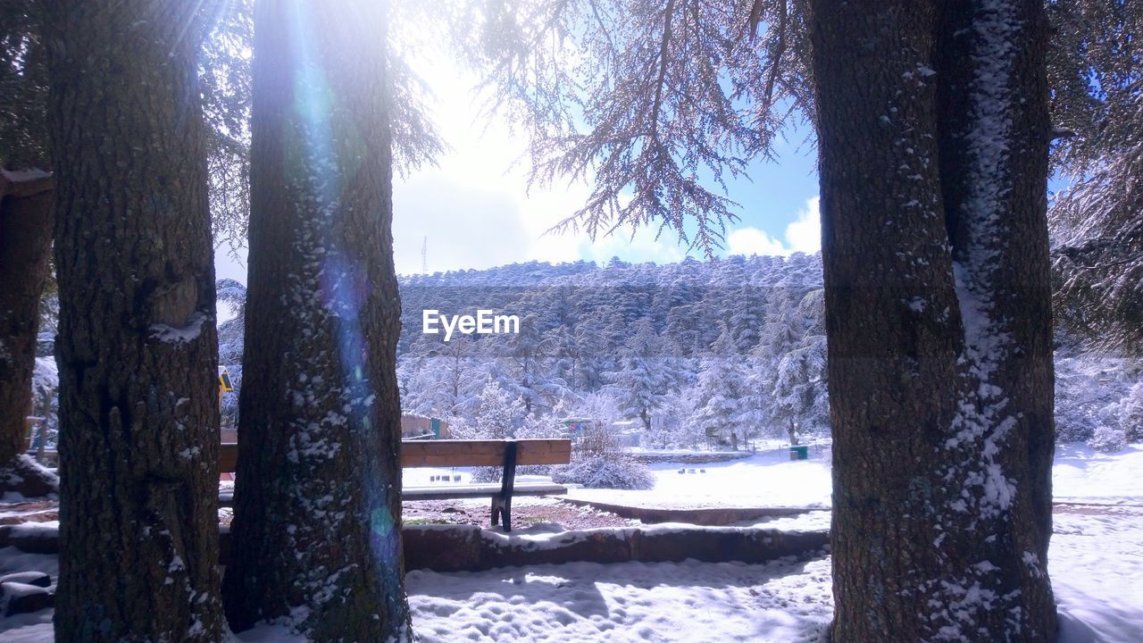 SCENIC VIEW OF FROZEN TREES DURING WINTER