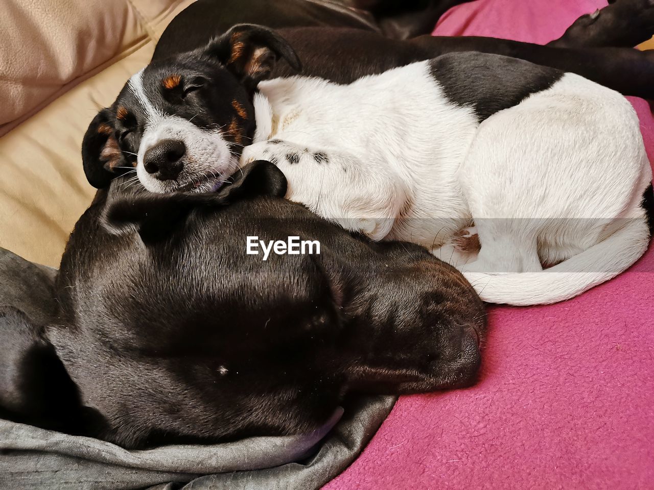 CLOSE-UP OF A SLEEPING DOG