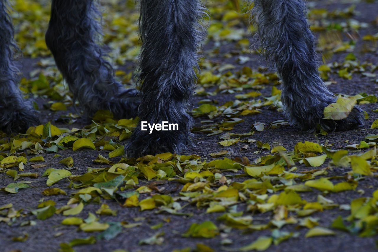 Low section of irish wolfhound standing by leaves on field