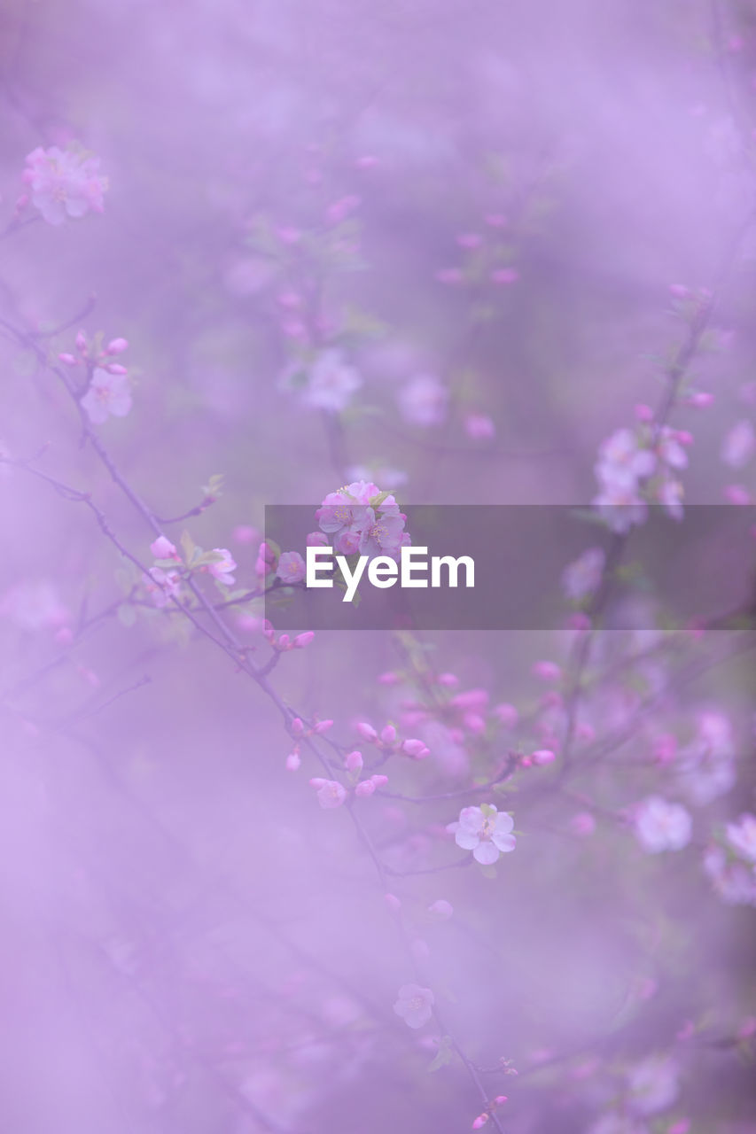 CLOSE-UP OF PINK CHERRY BLOSSOMS