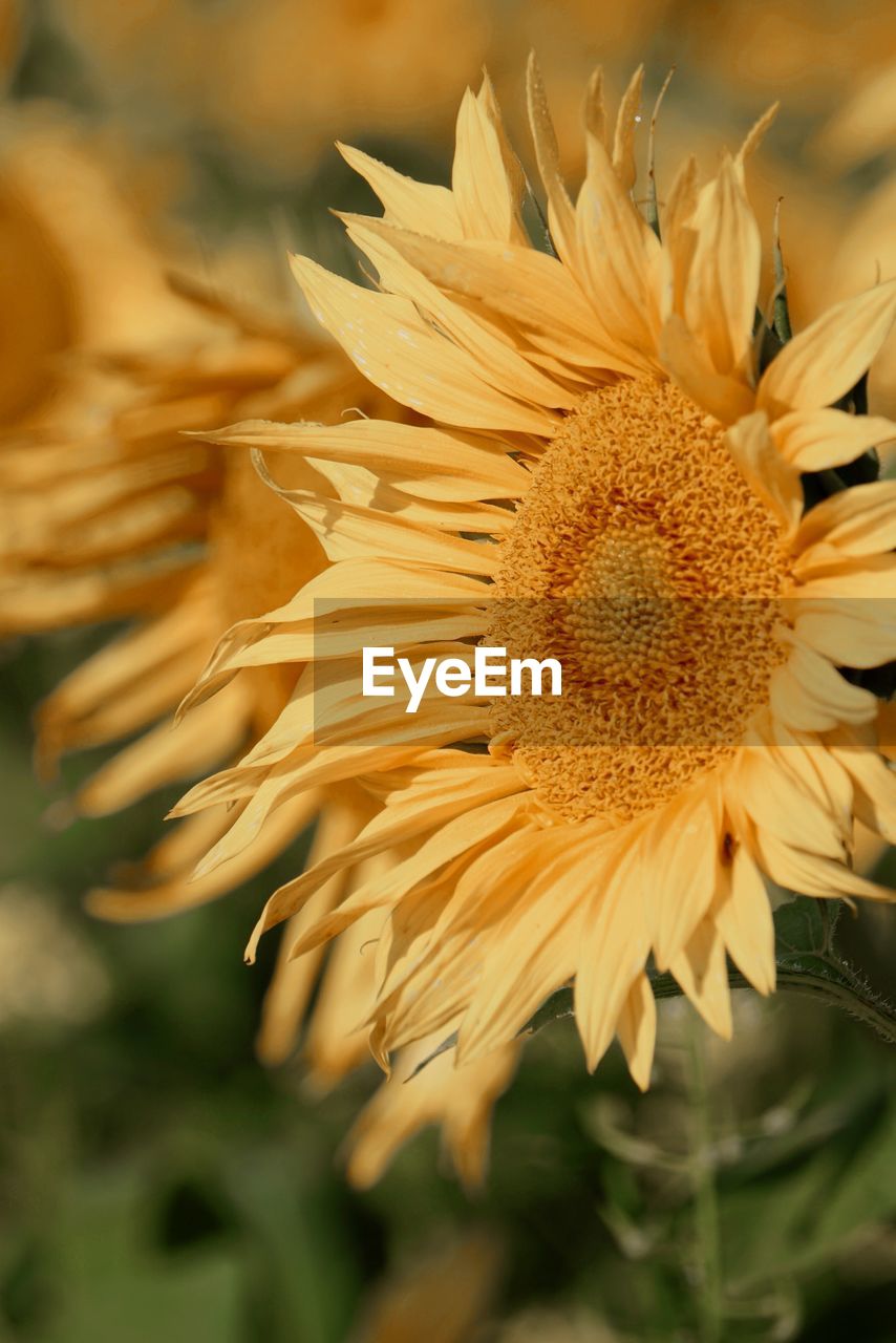 plant, flower, flowering plant, beauty in nature, freshness, nature, growth, close-up, flower head, yellow, fragility, rural scene, macro photography, landscape, petal, inflorescence, sunflower, agriculture, no people, summer, land, focus on foreground, field, selective focus, outdoors, seed, environment, crop, plant stem, macro, plant part, pollen, sky, botany, sunlight, asterales, leaf, springtime, extreme close-up, blossom, vibrant color, day, backgrounds