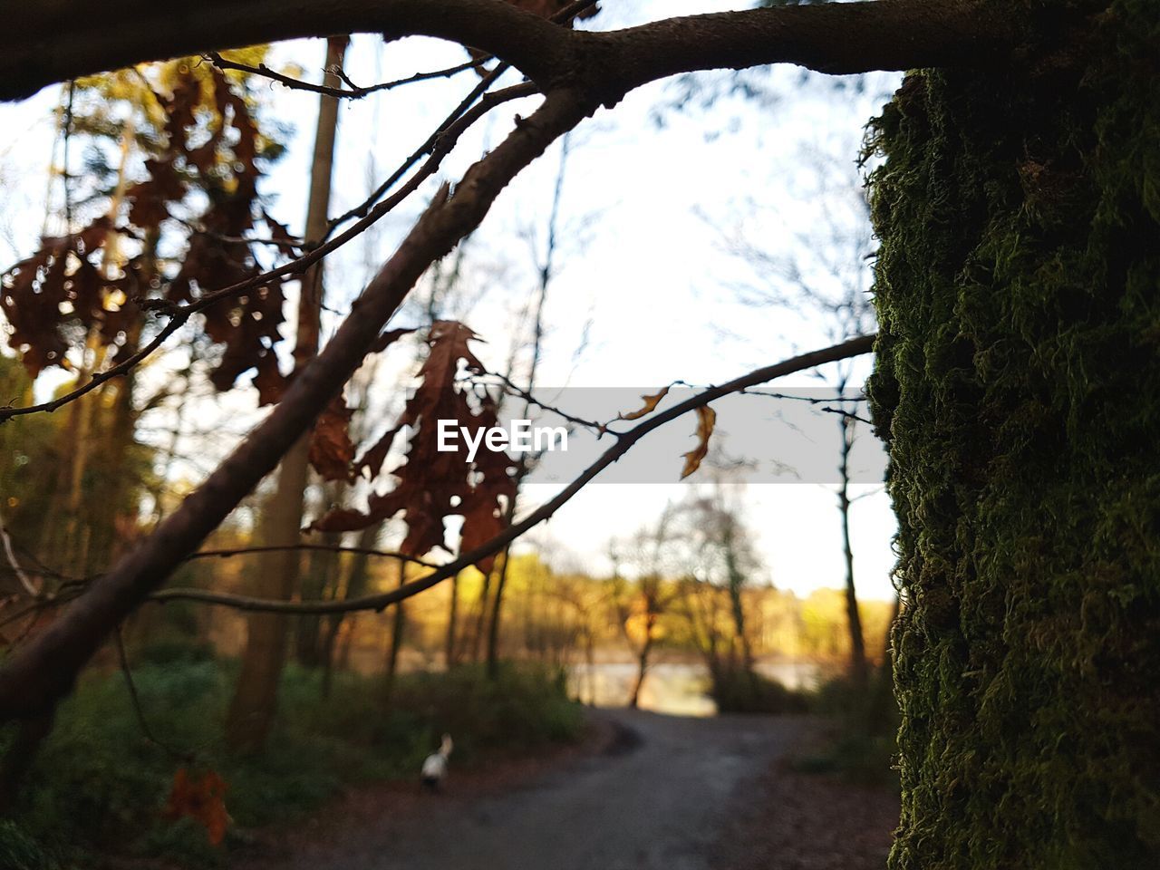 LOW ANGLE VIEW OF TREE AGAINST SKY