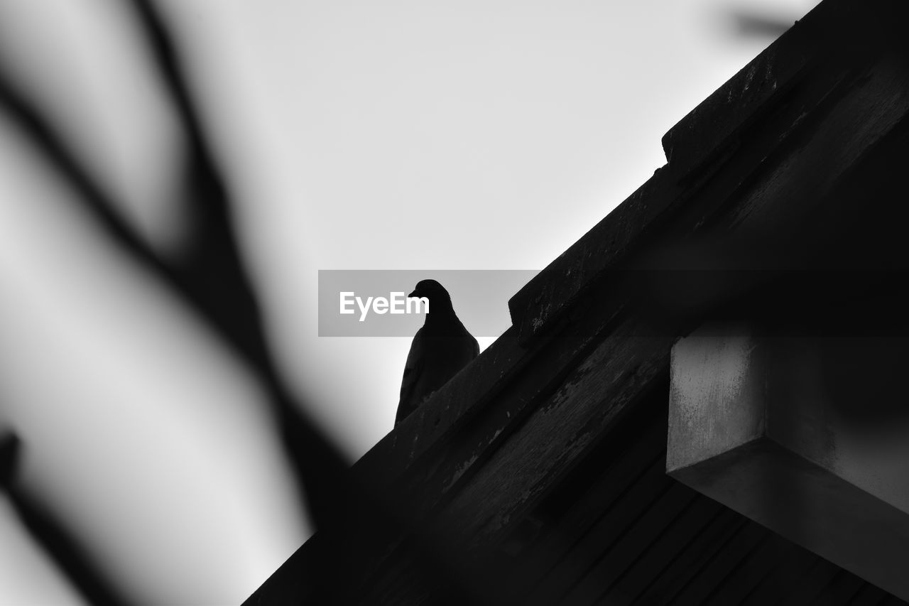 LOW ANGLE VIEW OF A BIRD ON ROOF