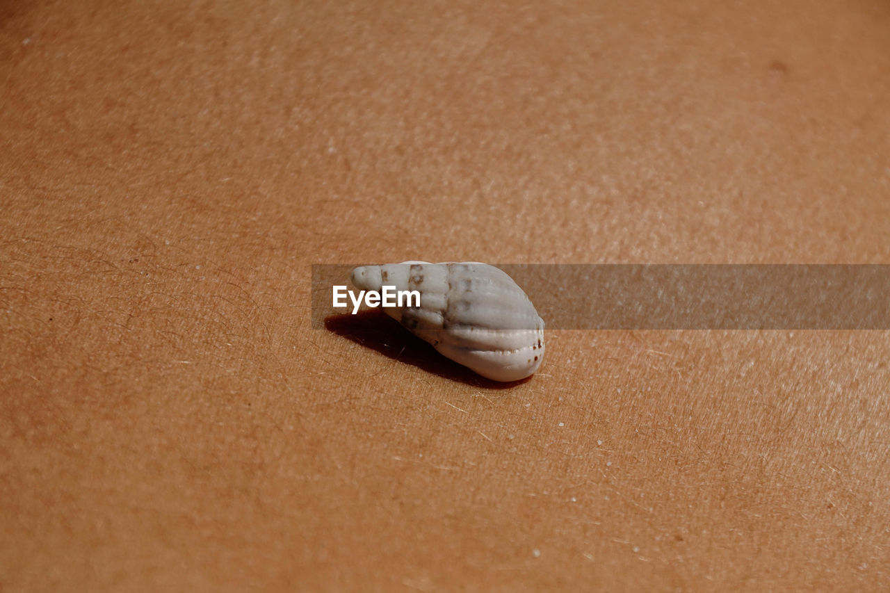 From above of various seashell placed on tanned body of crop unrecognizable female sunbathing on beach