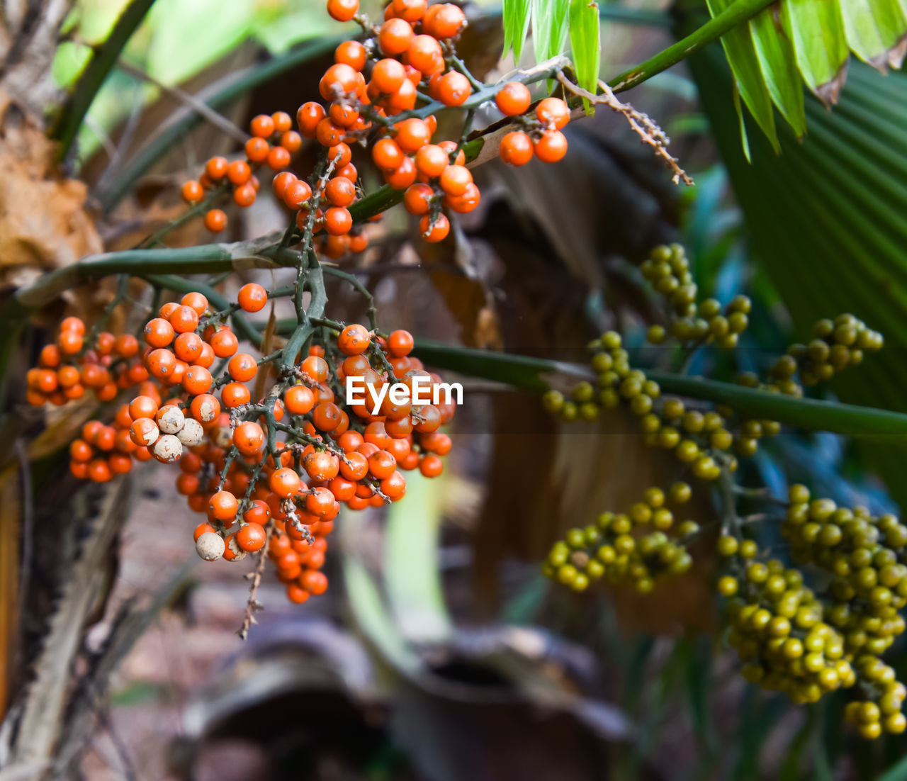 Close-up of berries growing on tree