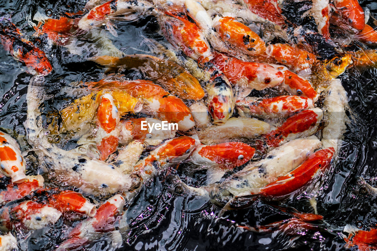 CLOSE-UP OF KOI CARPS SWIMMING IN WATER