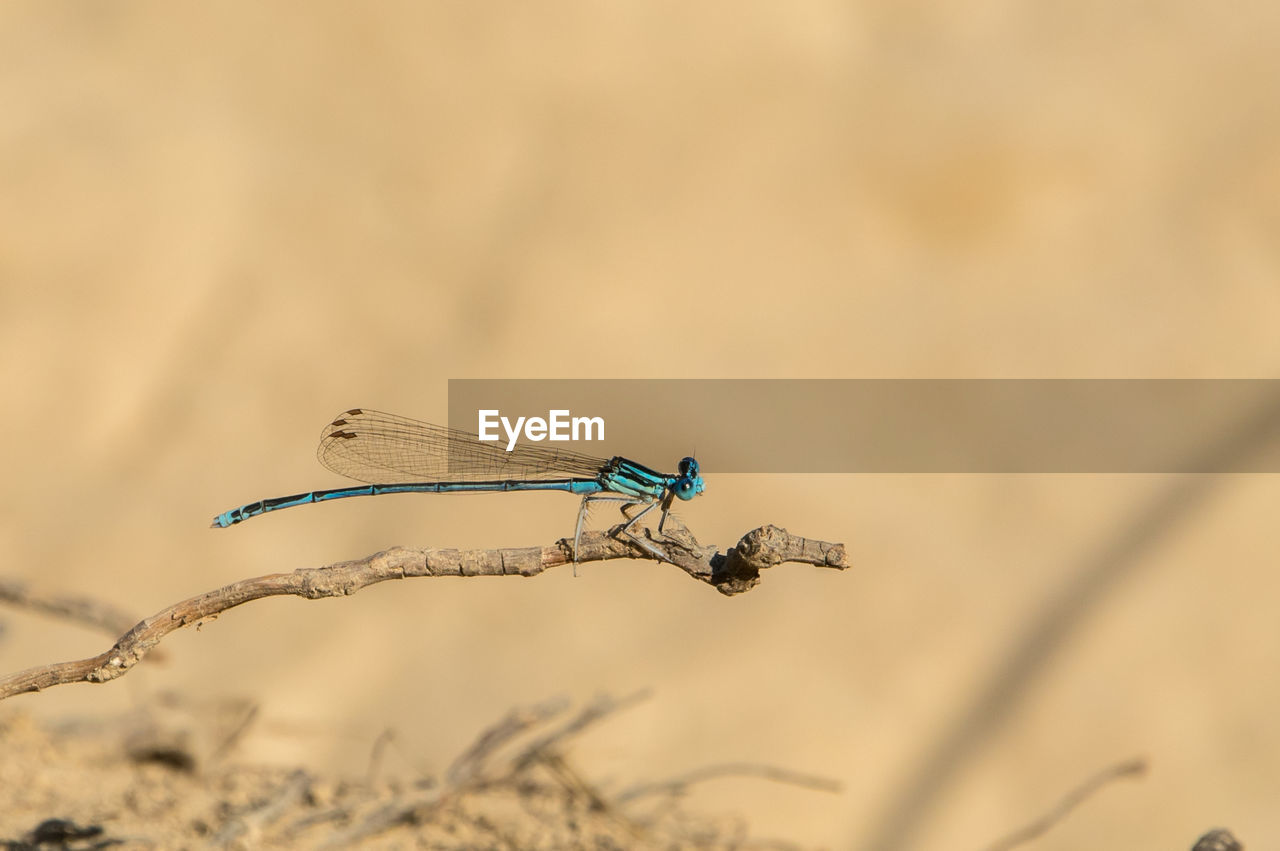 Close-up of damselfly perching on branch