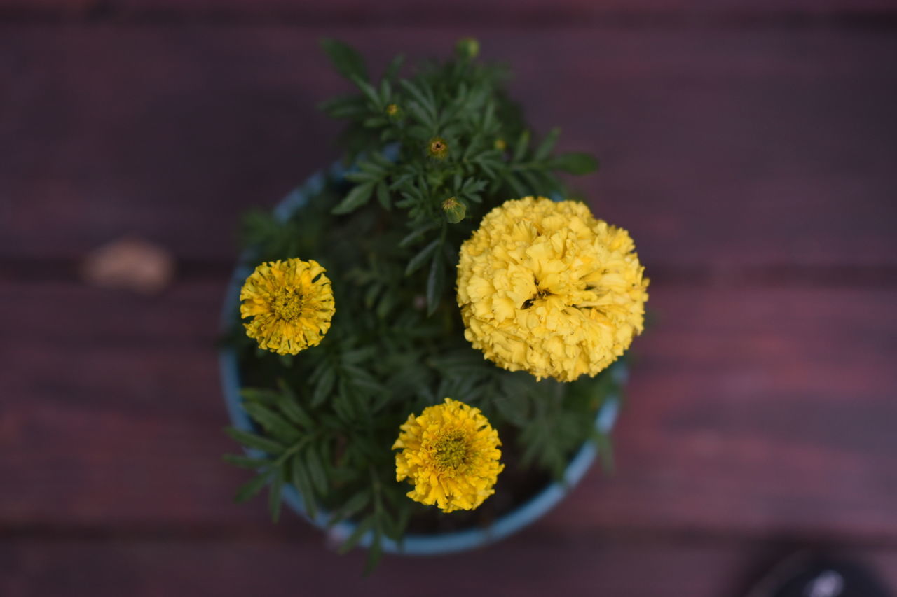 Directly above shot of yellow flowers blooming on boardwalk