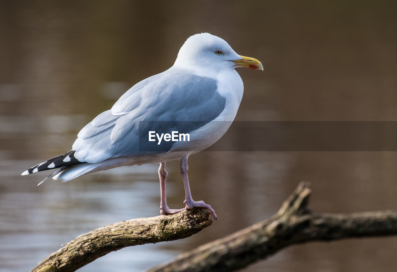 SEAGULL PERCHING ON A BRANCH