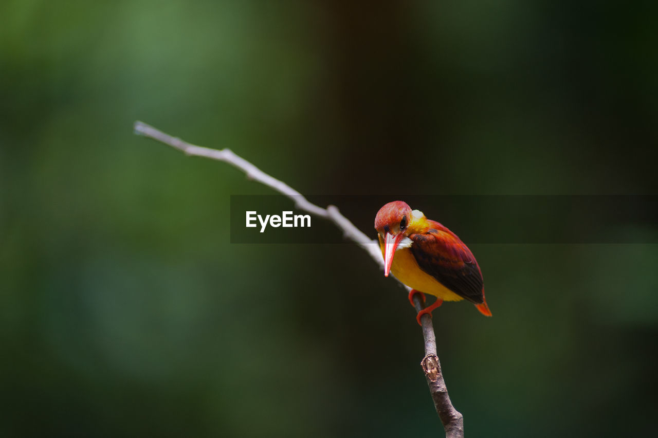 BIRD PERCHING ON A PLANT