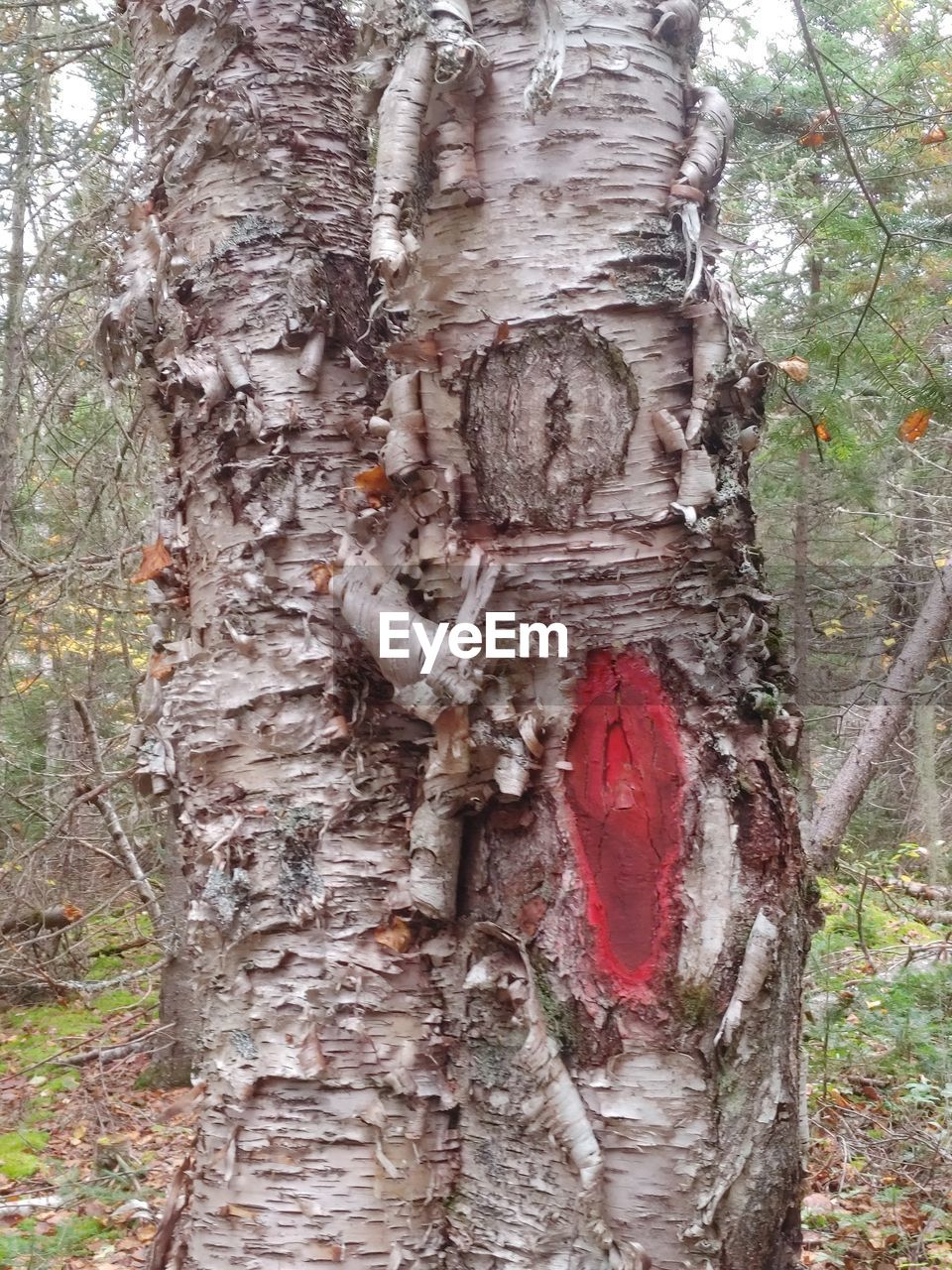 tree, plant, day, nature, no people, tree trunk, land, wood, outdoors, trunk, forest, growth, red, close-up, textured, bark, tranquility