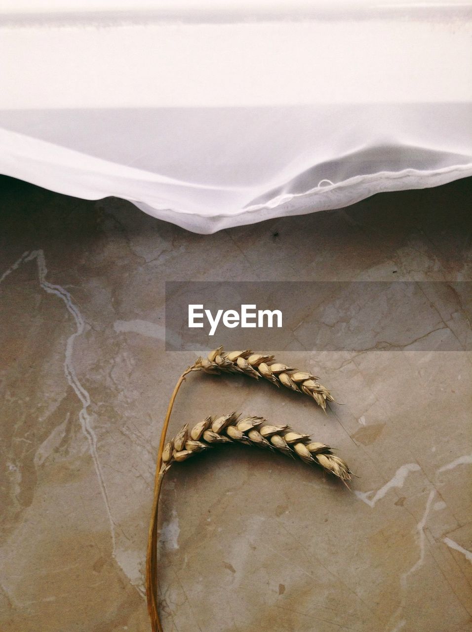 High angle view of wheat plant on floor