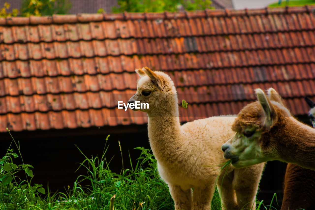 Alpacas against tile roof