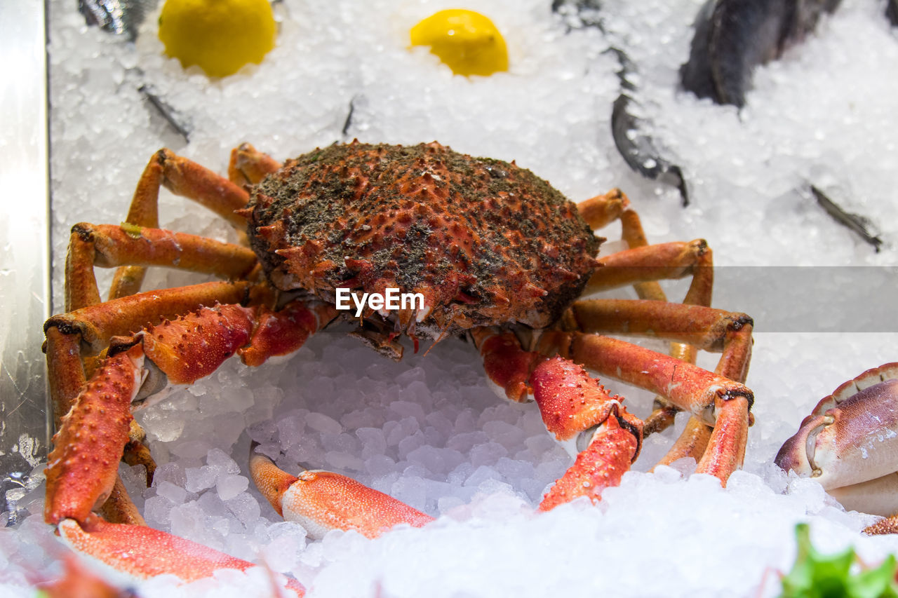 High angle view of crab on ice