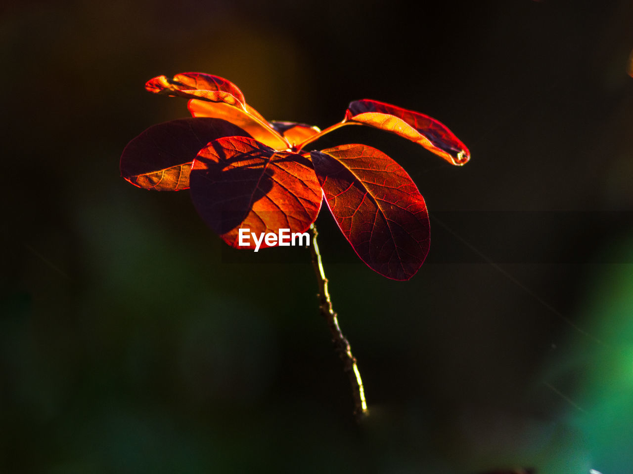 CLOSE-UP OF RED ROSE ON PLANT