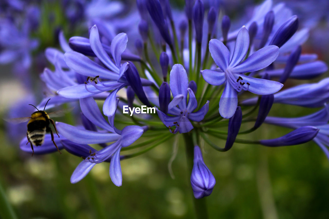 Close-up of bee buzzing by purple flowers