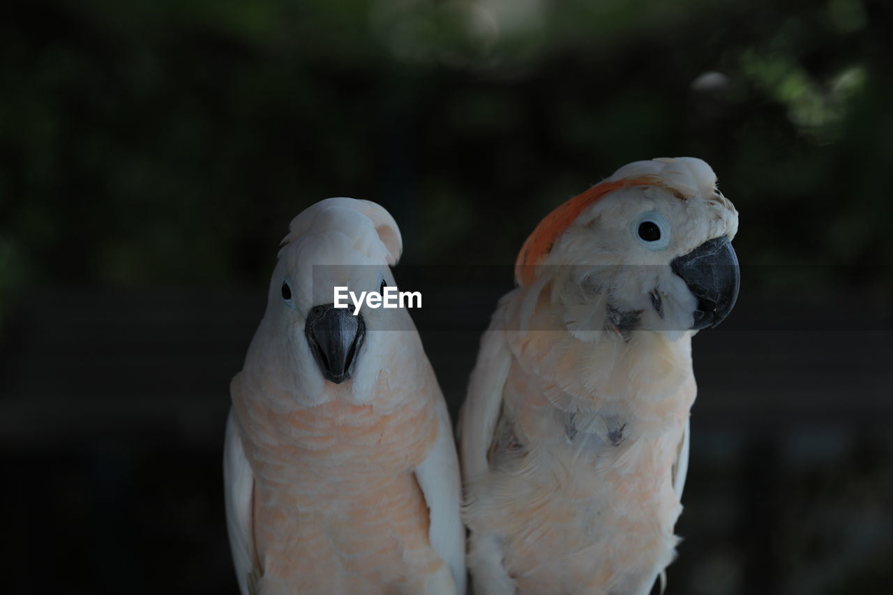 animal, animal themes, pet, bird, parrot, beak, animal wildlife, cockatoo, group of animals, two animals, wildlife, close-up, nature, focus on foreground, no people, outdoors, animal body part, wing, sulphur-crested cockatoo