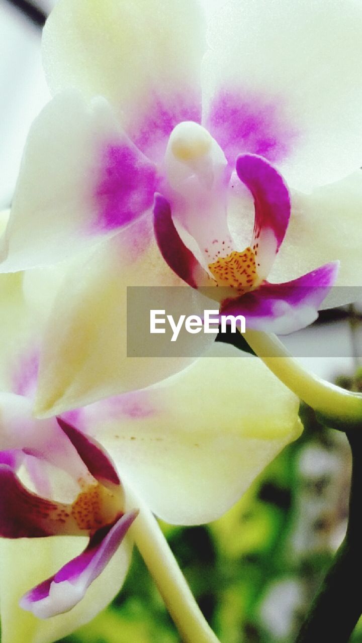 Close-up of pink orchid blooming outdoors