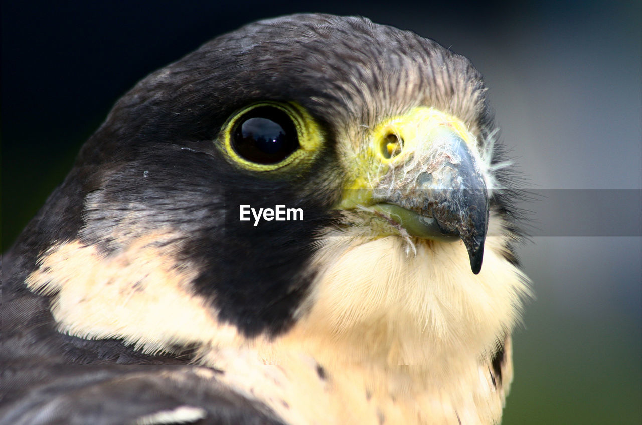 Close-up of eagle