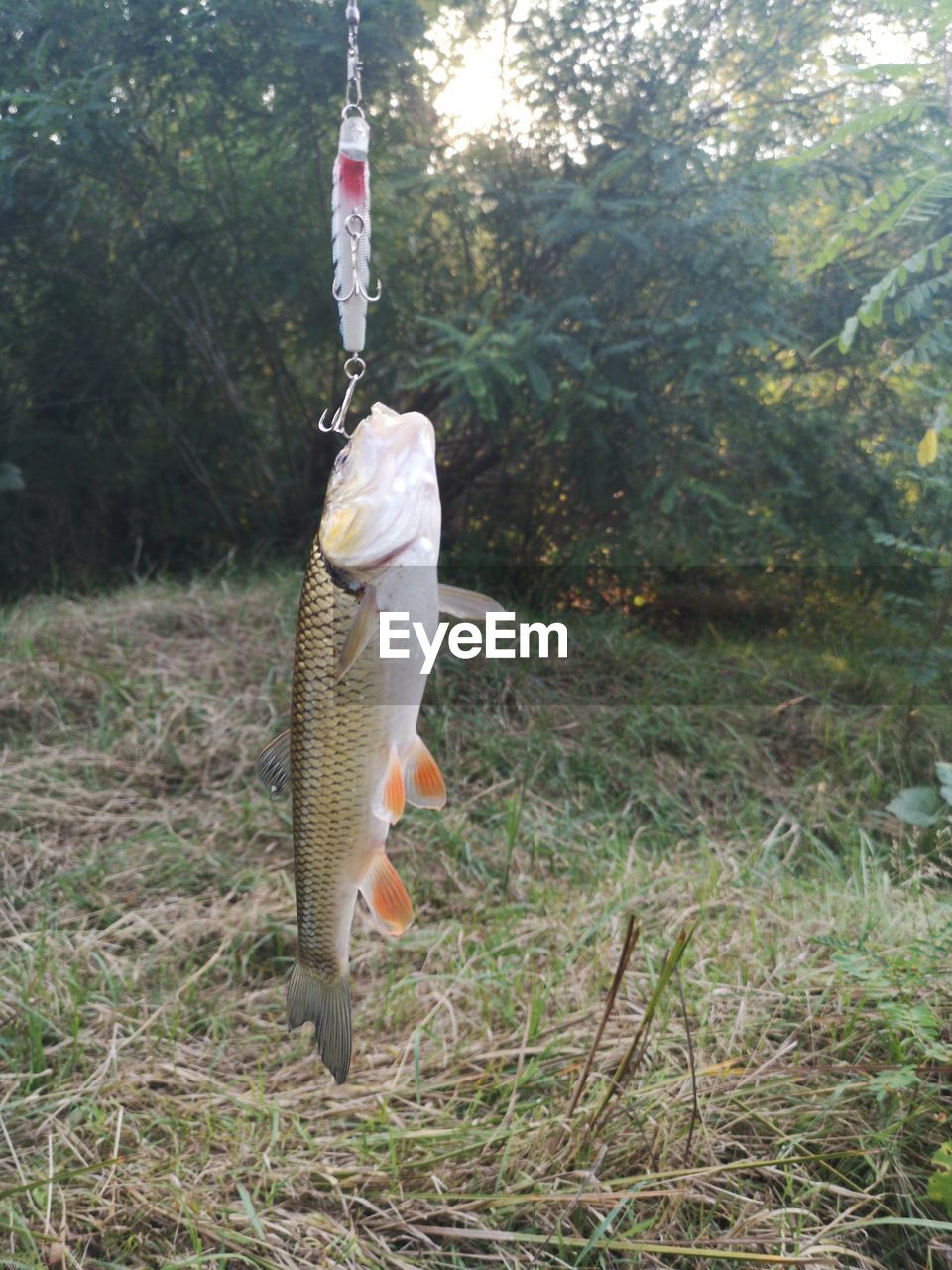 DEAD FISH HANGING ON TREE