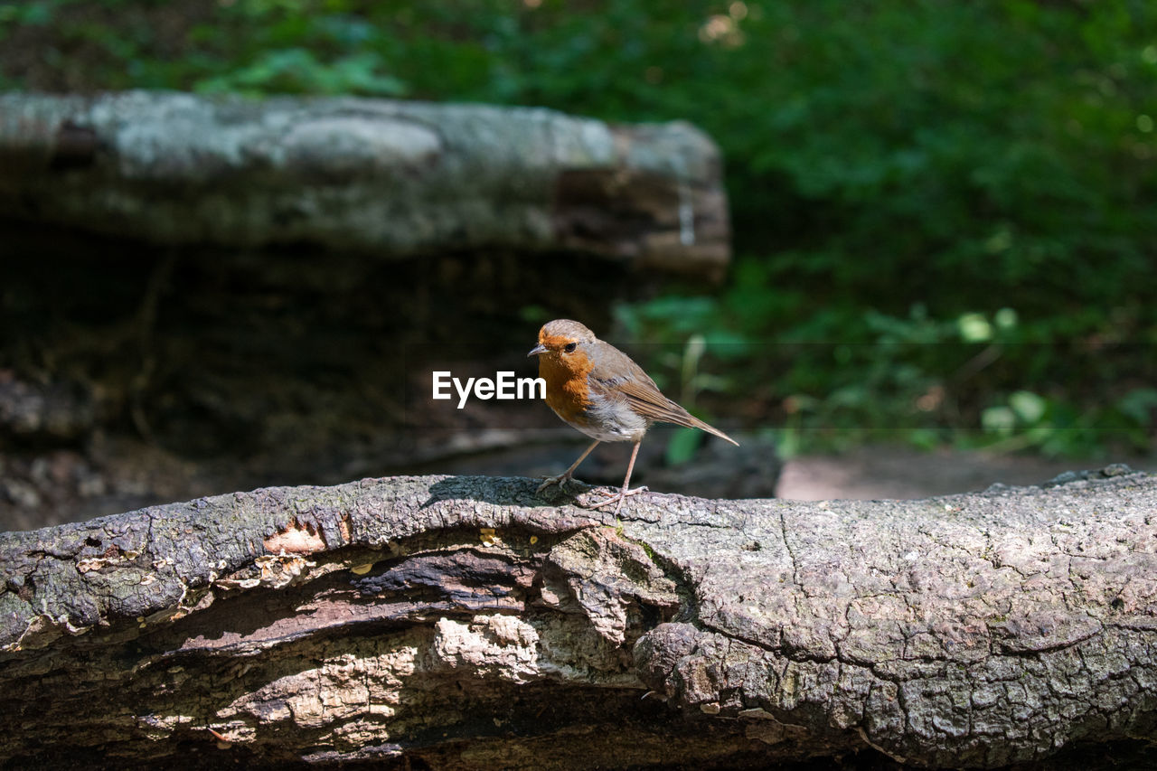 Close-up of bird perching on tree