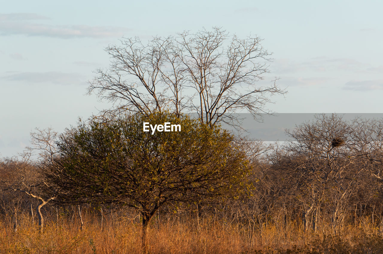 BARE TREE ON FIELD AGAINST SKY