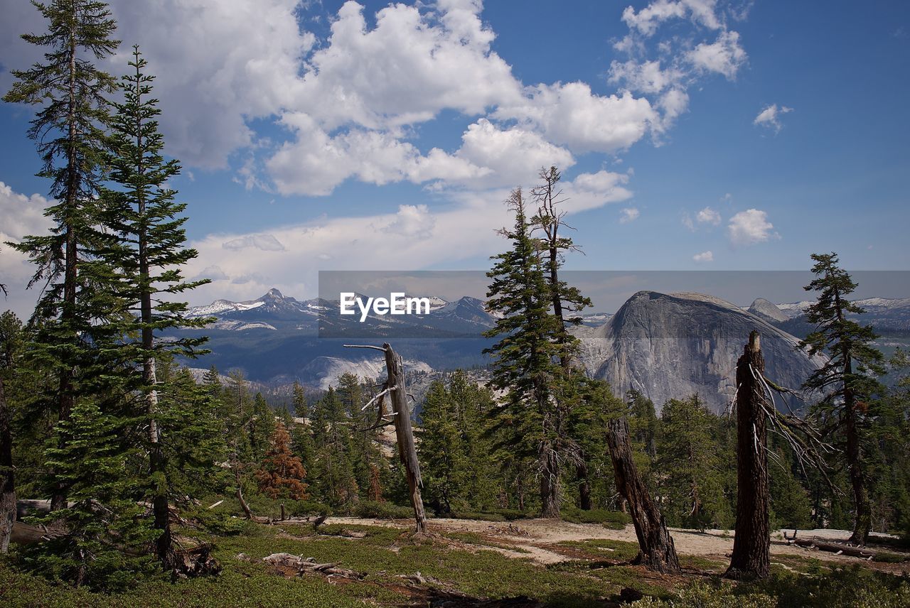 Scenic view of pine trees against sky